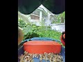 Male & Female Northern Cardinal @ Z4RT4N's Bird Buddy Cam 6-19-2026 📷 🐦 🐦⬛