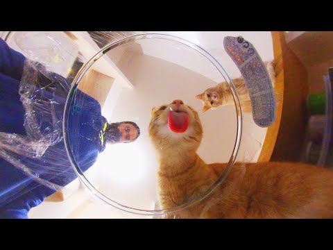 I took a 360-degree ASMR video with my cats (with subtitles)