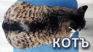 картинка: Монти