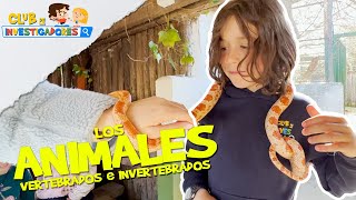 LOS ANIMALES | CLUB DE INVESTIGADORES | #education for #kids | Vídeos educativos para niños