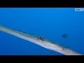 Cornetfish (Fistularia commersonii)