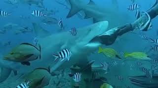 Buzo alimenta a mano tiburón gigante en Fiji