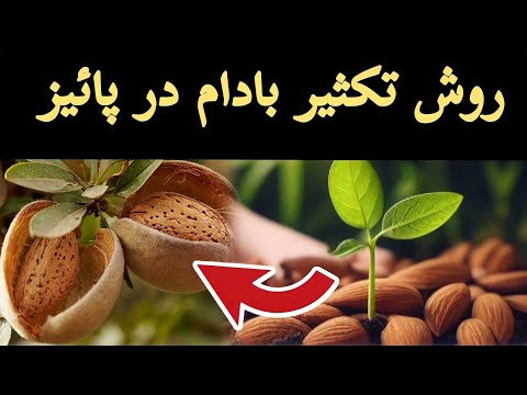 بادام در پائیز اگر حالا اقدام نکنيد پشیمان میشوید باغبانی با قربان آزاد