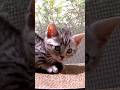 ウチに来たばかりの子猫が日向ぼっこ! #マンチカン #子猫 #短足