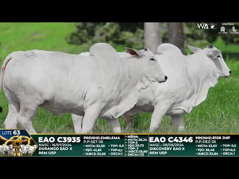 LOTE 63