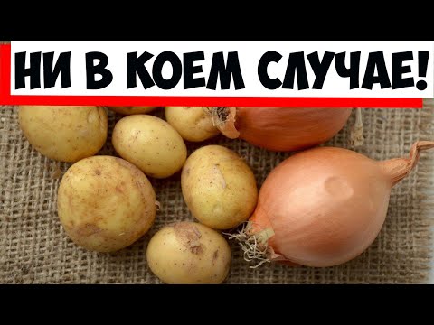 Они просто не ладят: почему лук и картофель нельзя хранить вместе!