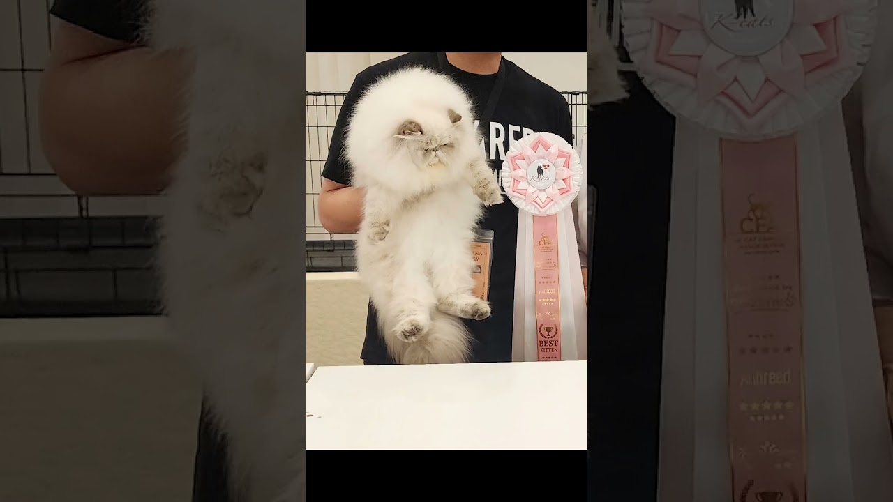 LuLuWana’s Pillow Talker vs. Heartbreaker 💔 | With Judge Lorraine Rivard! 🩷