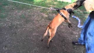 Malinois biting under pressure