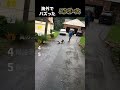海外でバズったスケボー犬