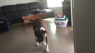 My dog having a spaz attack