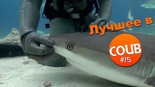 Лучшие приколы в COUB за апрель 2016 #15 Кто хорошая акула? Лучшие приколы в COUB за апрель 2016 #15 Кто хорошая акула?