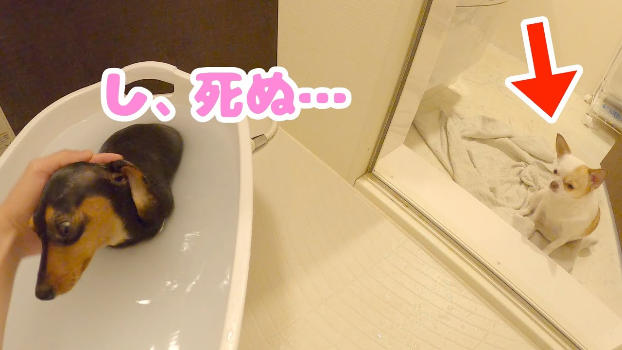 お風呂嫌いな姉犬が心配で何度も見に来ては見守る妹チワワが可愛い Youtube お風呂嫌いな姉犬が心配で何度も見に来ては見守る妹チワワが可愛い Youtube