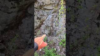 GOLD BEARING ARSENOPYRITE QUARTZ VEINS EVERYWHERE! #shorts #gold #gold #goldvein #mining