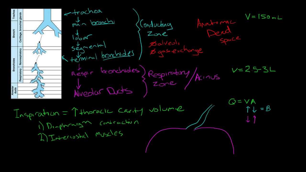 Respiratory Physiology: Airway and Airflow - YouTube