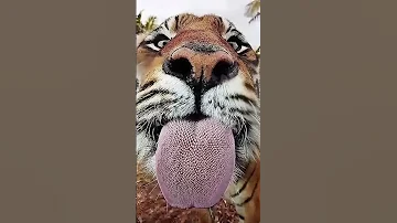 ¿Cómo es la lengua de los tigres?