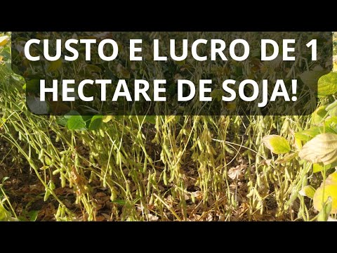 CUSTO E LUCRO DE 1 HECTARE DE SOJA!