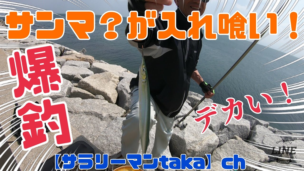 エギング の帰りに春の サンマ が入れ喰い ﾟdﾟ デカい 爆釣 春サヨリ釣り Youtube