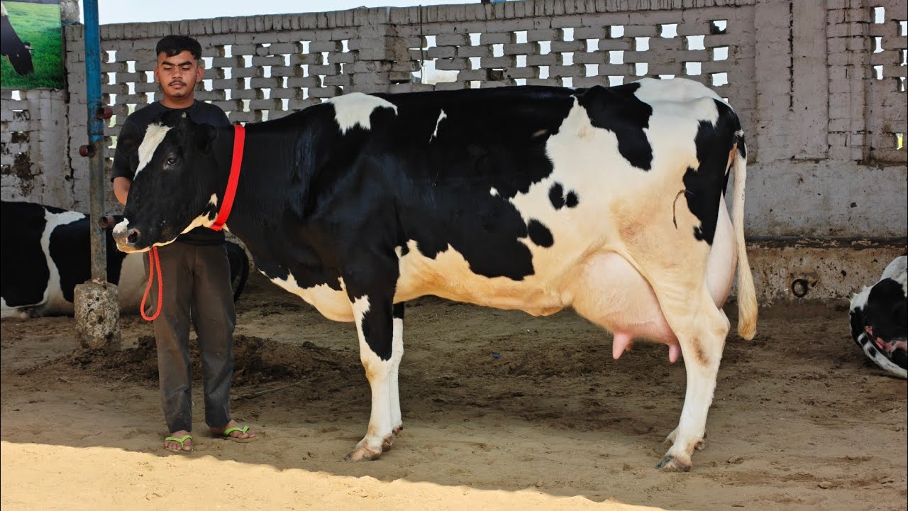 15 Cows for sale, 15 ਗਾਵਾਂ ਸ੍ਰੀ ਕ੍ਰਿਸ਼ਨਾ ਡੇਅਰੀ ਫਾਰਮ ਦੀਆਂ ਵਿਕਾਊ 
