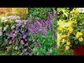 20 shrubs that bloom all year  year round shrubs according to season