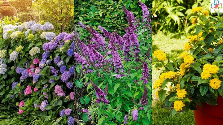 20 Shrubs that Bloom All Year | Year Round Shrubs According to Season - DayDayNews