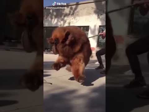 كلب تشاو تشاو يعد من اخطر كلاب العالم واجملها