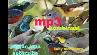 suara burung remetuk laut dan burung konin/sepah raja_@hobynusantara5159 mantap guys !!!