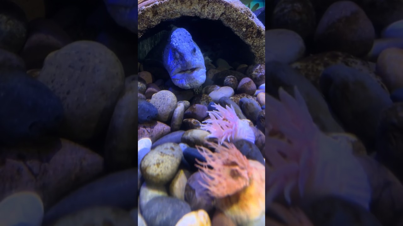 This water video will calm your mind 🌊  Watch till end for peace ✨  