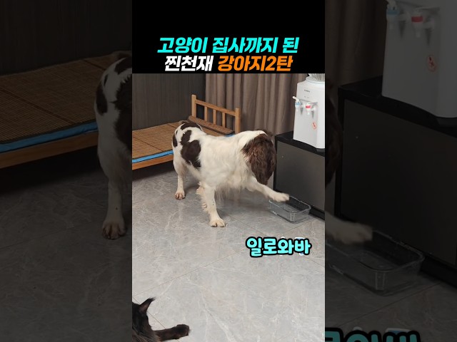 하다하다 고양이까지 키우는 천재 댕댕이
