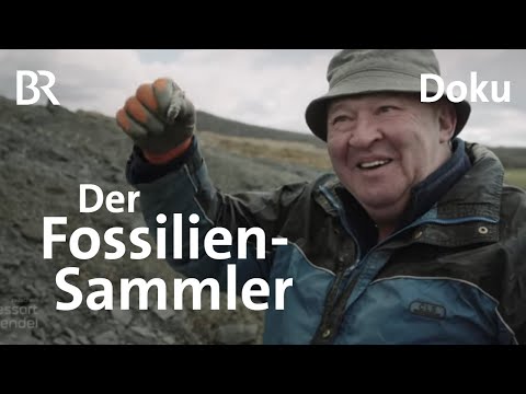 Video: Finden sich Fossilien in Sedimentgesteinen?