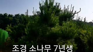 소나무 조경수