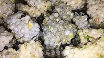 Nghề nuôi ốc nhồi sinh sản tại Phú thọ | mùa thu trứng ốc