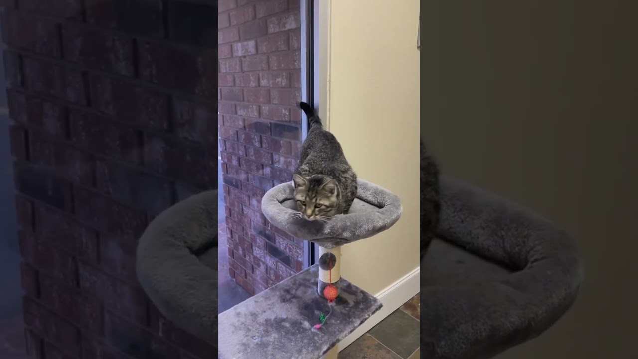 Socks the Lawcat | Day in the Life