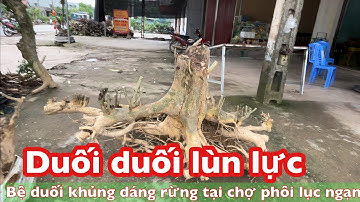 Những phôi duối đẹp được bán tại chợ phôi cây cảnh lớn nhất miền bắc Bonsai Trường Lâm