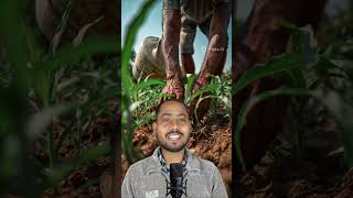 Rhizobium Culture important in Agriculture#ytshorts #facts #food #trend #amazingfacts #education