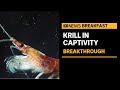 Breakthrough for krill research | ABC News