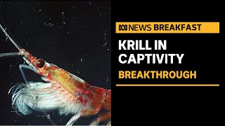 Breakthrough for krill research | ABC News