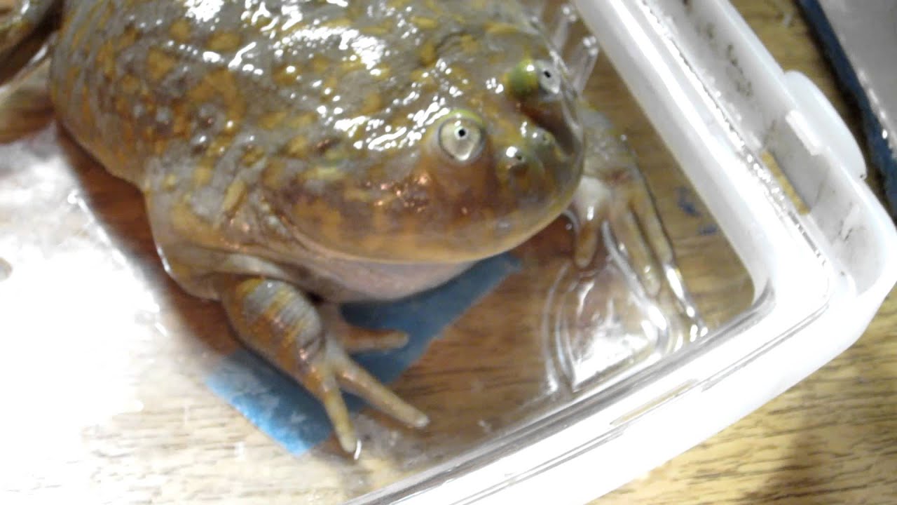 バジェットガエルに抱きダコらしきものが Youtube バジェットガエルに抱きダコらしきものが Youtube