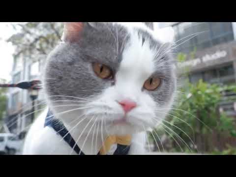 BIG BILLY CAT HD (2)