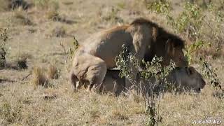 #wildlifelion and lioness mate breeding video