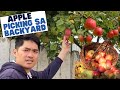 MUST WATCH! APPLE PICKING WITH A TWIST!🇺🇸Delicado!🇺🇸Buhay america