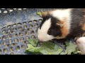 🐭 Pet Rat Live | Cute Rat Playing, Eating & Exploring | Rat Lover Live Stream