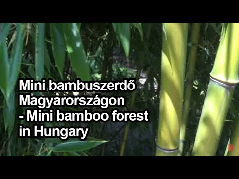 Videó: Orosz Bambusz