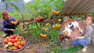 how to preserve potatoes, harvest tomatoes and make ketchup, and take care of guinea pigs