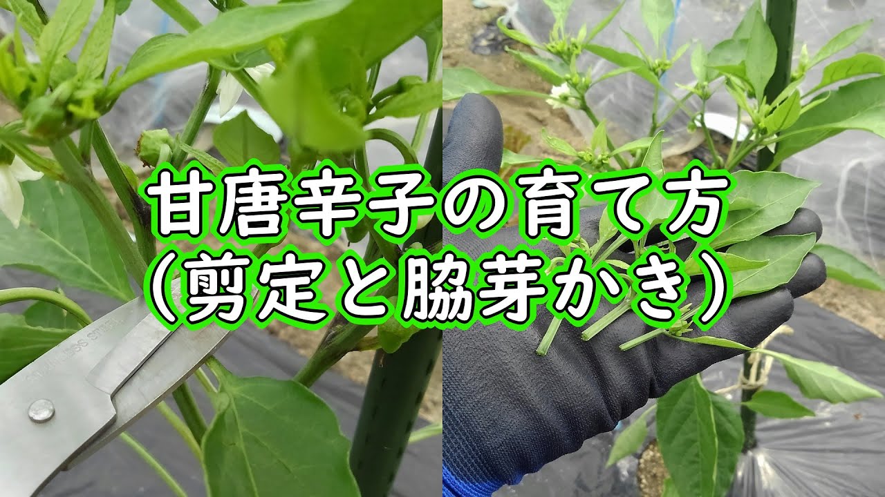 甘唐辛子の育て方 剪定と脇芽かき 有機栽培でおいしい野菜作り