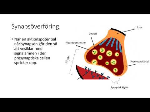 Video: Synaptisk Dysfunktion Och Familjer Med Septinprotein Vid Neurodegenerativa Sjukdomar