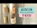 Imanes con suculentas - Decora tu nevera con plantas - Mini macetas DIY