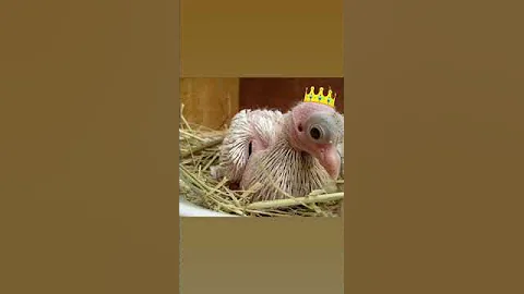 Почему мы не видим птенцов голубей? 🕊 #биология #егэ #егэ2023 #огэ #biology #shorts