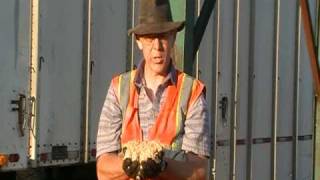 sawdust, Animal bedding,horse bedding,