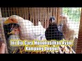Begini caranya menghasilkan ayam kampung unggul yg berkualitas