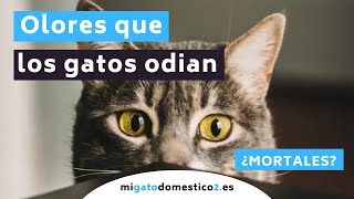 18 Olores que los gatos odian😾 | ALGUNOS SON MORTALES PARA TU GATO 😪 by migatodomestico 125 views 2 years ago 8 minutes, 52 seconds
